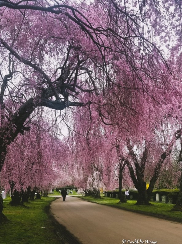 Lexington Cemetery Mary Horsley It Could Be Worse